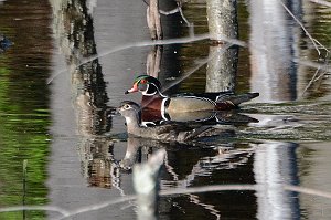 Duck, Wood, 2016-05189593 Broad Meadow Brook, MA